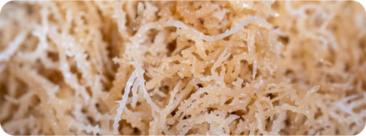 Is Sea Moss The Master Food?